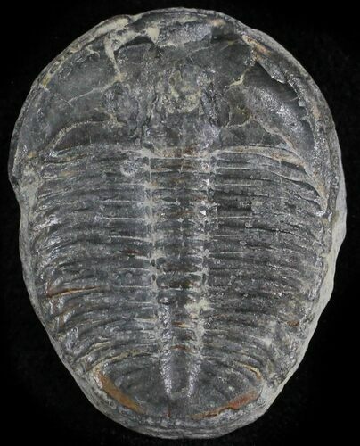 Elrathia Trilobite - Wheeler Shale, Utah #24916